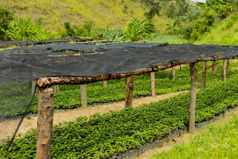 Cupping · Ruanda-Special