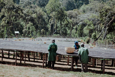 Cupping · Ostafrika