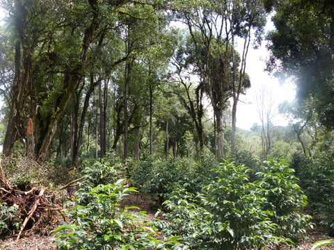 Neues Chamäleon (01/26): Ein äthiopischer Honey aus Guji und sein Terroir