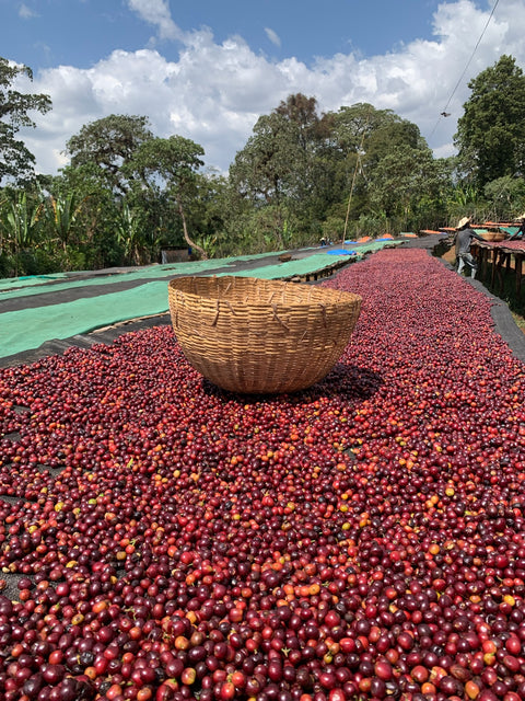 Cupping · Ruanda-Special